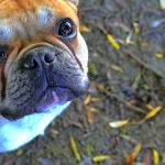 french bulldog training_canna-pet