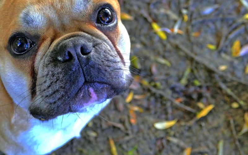 french bulldog training_canna-pet