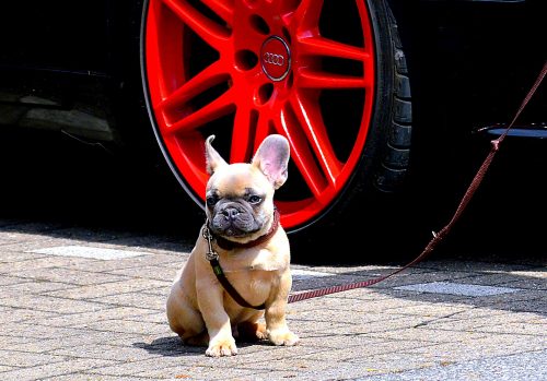 french bulldogs good with kids_canna-pet