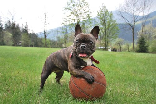 french bulldogs hypoallergenic_canna-pet