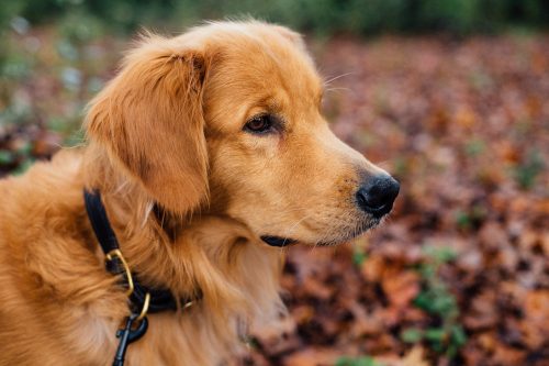 golden retriever smart dog breed_canna-pet
