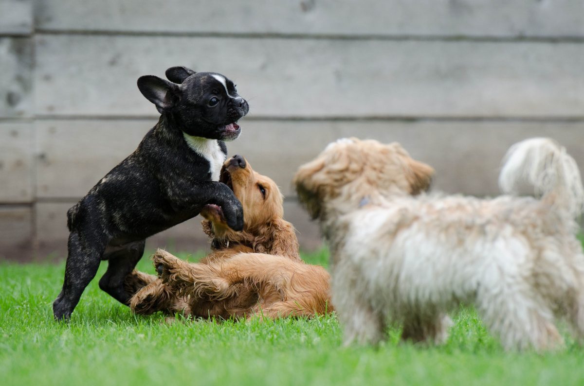 how to train a french bulldog_canna-pet