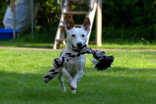 jack russell terrier energetic dog breed_canna-pet