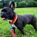 low maintenance dog breeds_canna-pet