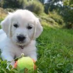 most popular dog breeds_canna-pet