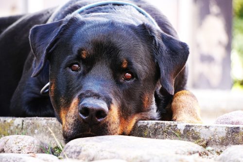 most protective dog breeds_canna-pet