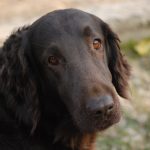 pemphigus in dogs_canna-pet