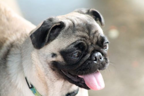 aggression in pugs