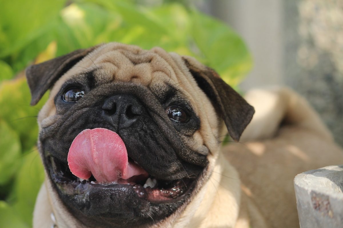 pug temperament and personality