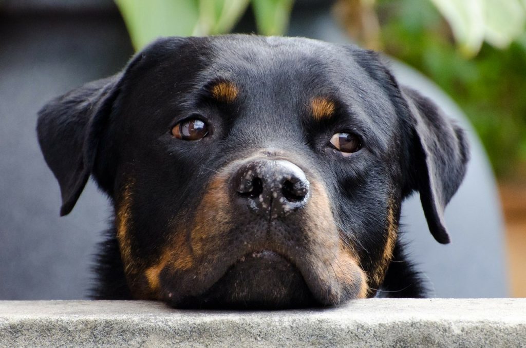 are rottweiler puppies good with cats