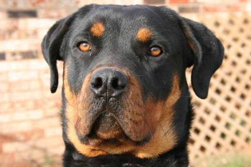 rottweiler personality traits_canna-pet