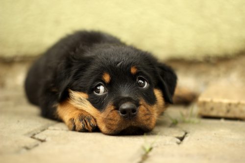 rottweiler personality_canna-pet