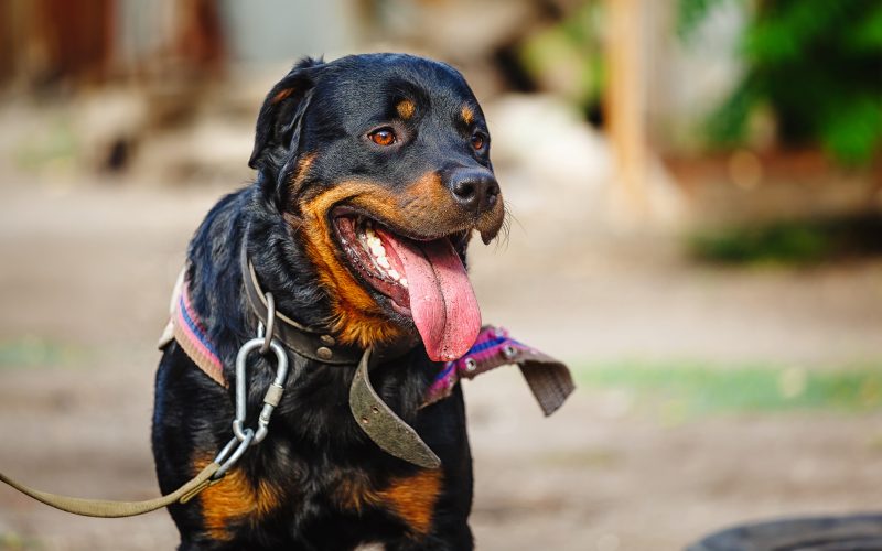 rottweiler temperament and personality_canna-pet
