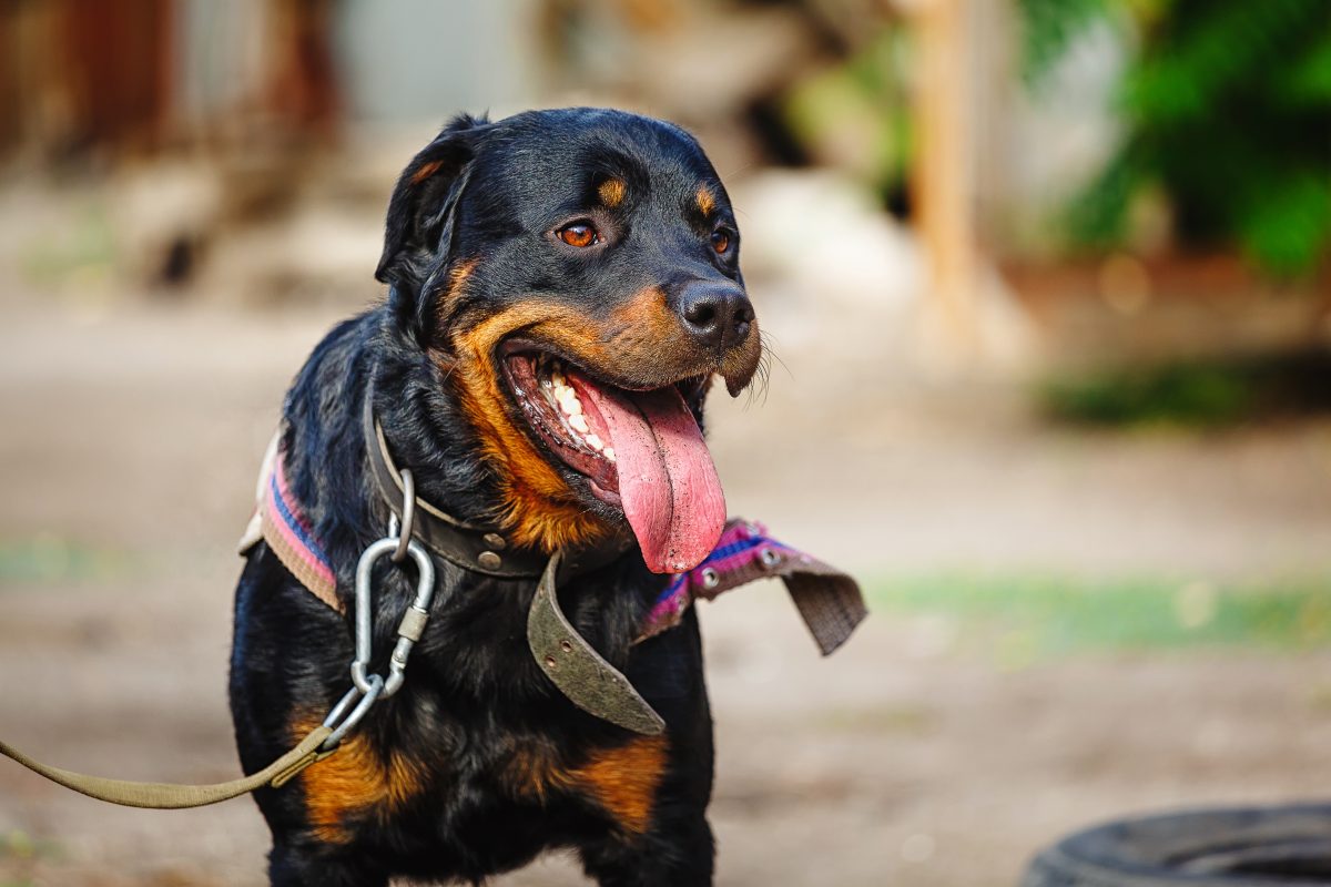 are rottweilers easy to train