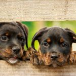 rottweiler training tips_canna-pet