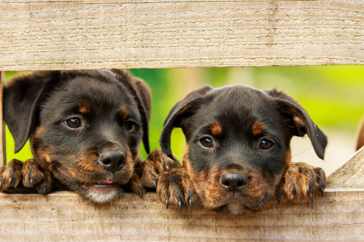 what to do if your rottweiler puppy is biting