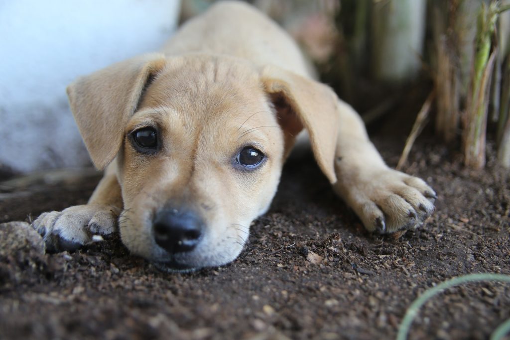 smallest recordee dog