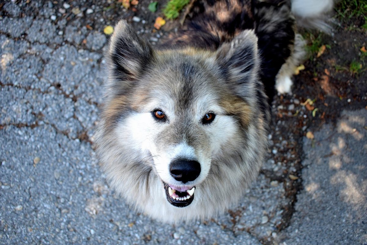 21 Simple Tricks to Make Your Dog Happier, Smarter, and Less Bored Every  Day