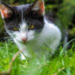 staph infection in cats_canna-pet