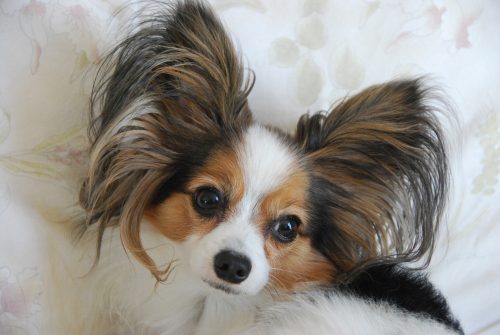 the smallest dog breeds_canna-pet