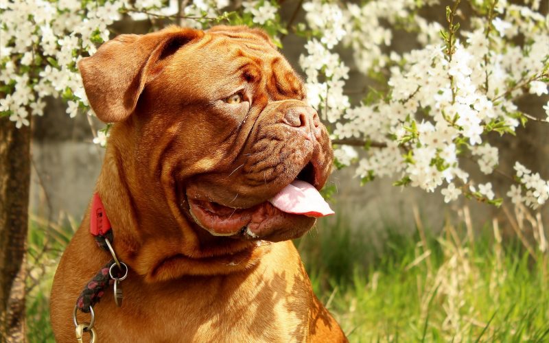 top 10 heaviest dog breeds_canna-pet