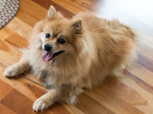 top 10 smallest dog breeds_Canna-pet