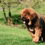 uncommon dog breeds_canna-pet