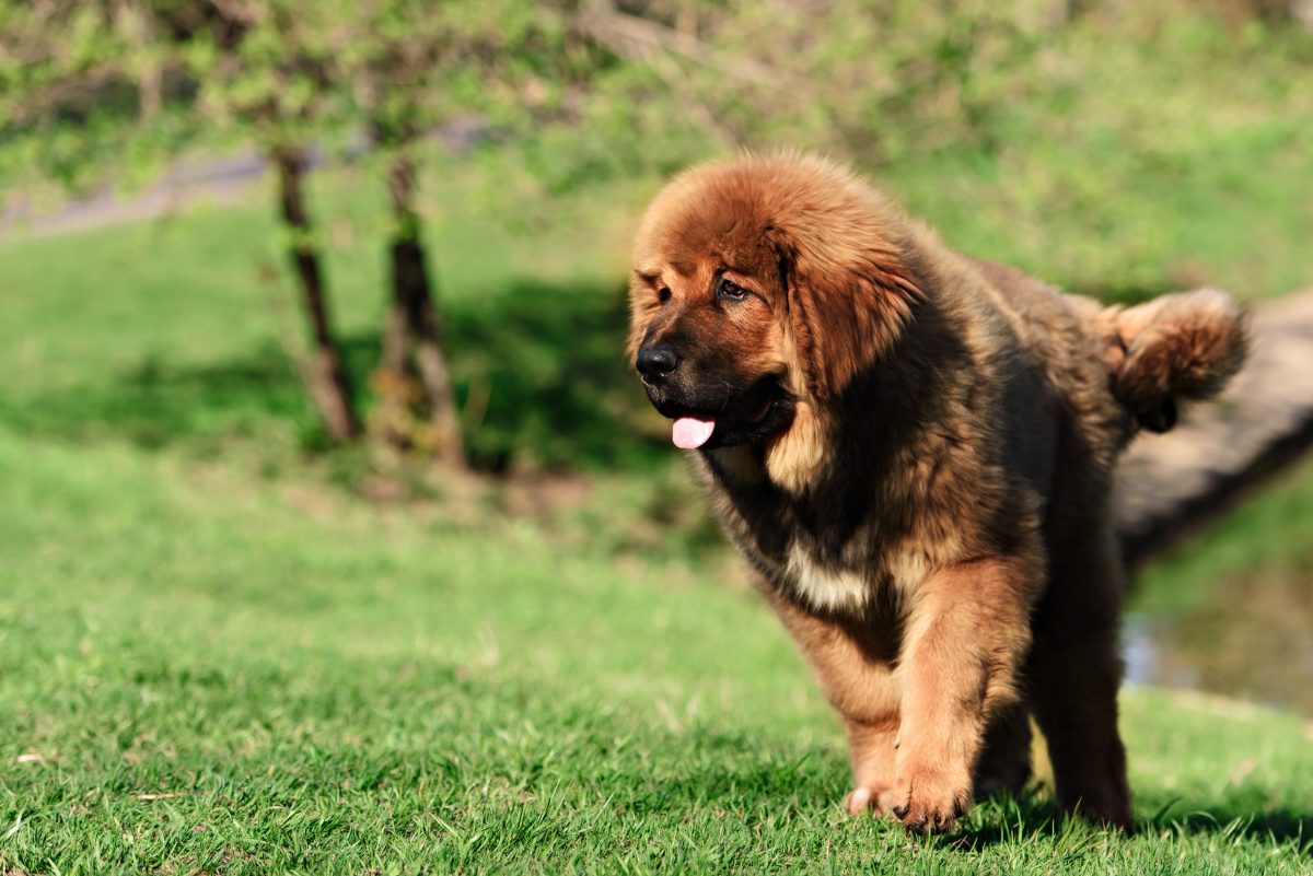 Top 5 Most Uncommon Dog Breeds | Canna-Pet®