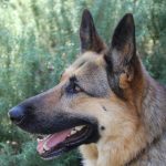 what are the most loyal dog breeds_canna-pet