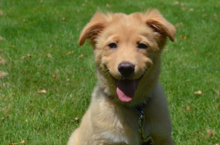 What Are the Smelliest Dog Breeds? CannaPet®