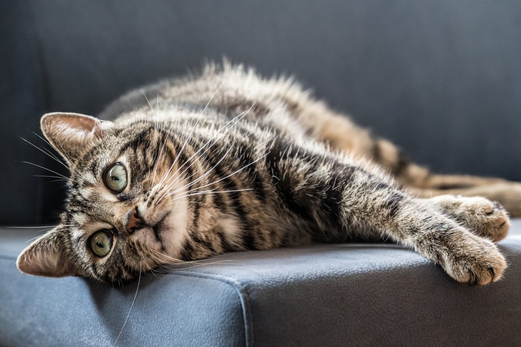 what causes ringworm in cats_canna-pet