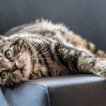 what causes ringworm in cats_canna-pet