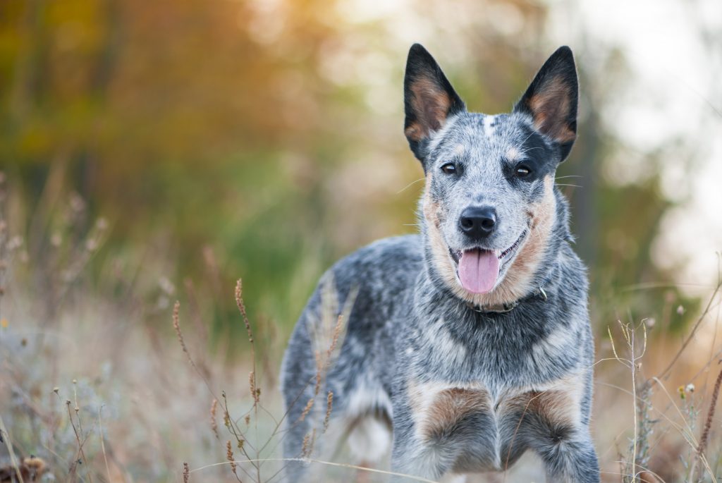 Dogs with the least hot sale amount of health problems