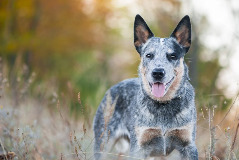 What Dog Breeds Have the Least Health Problems? | Canna-Pet®