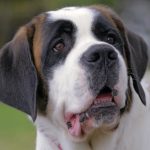 what dog breeds have the shortest life spans_canna-pet