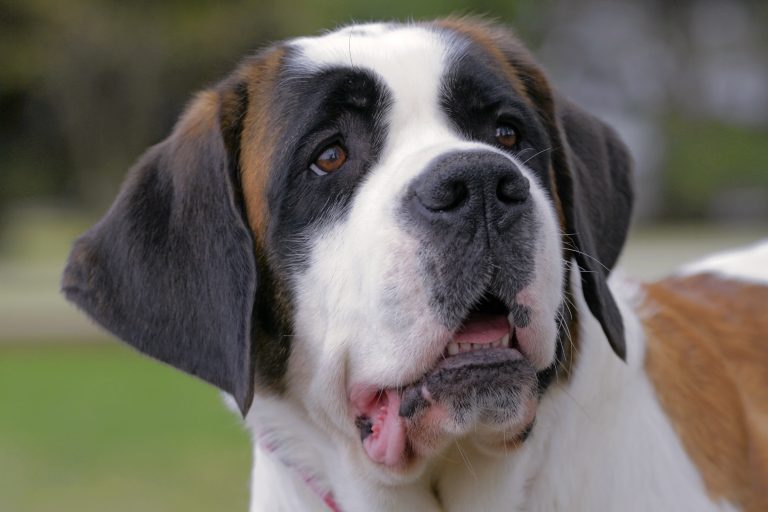 Dog Breeds With the Shortest Lifespans CannaPet®