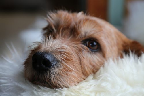what is pemphigus in dogs_canna-pet