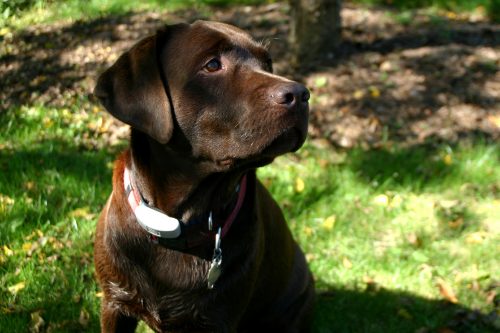 what is the most popular dog breed in the us_canna-pet