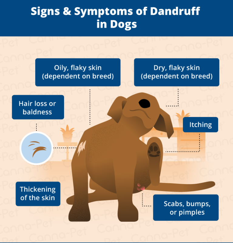 Dog Dandruff: Causes, Signs, & Treatments | Canna-Pet®