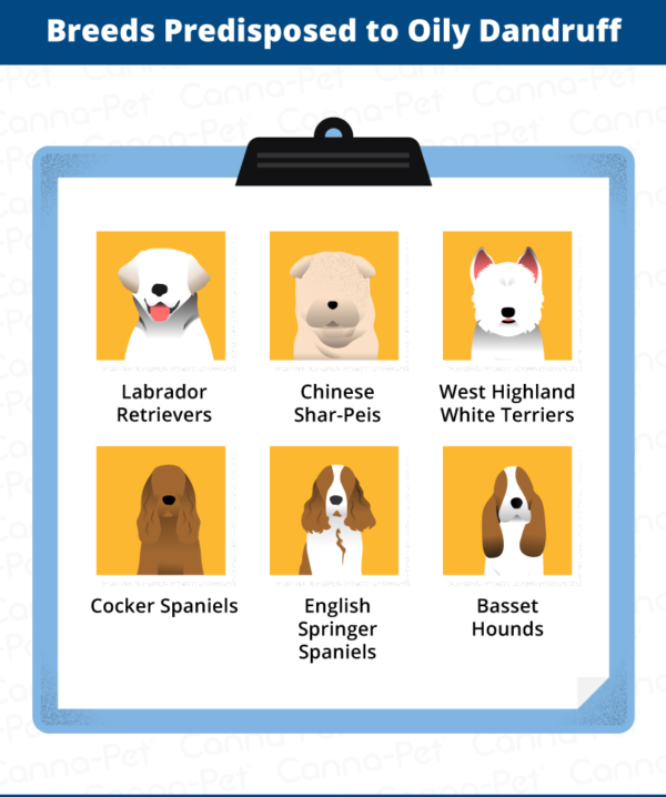 Dog Dandruff Causes, Signs, & Treatments CannaPet®