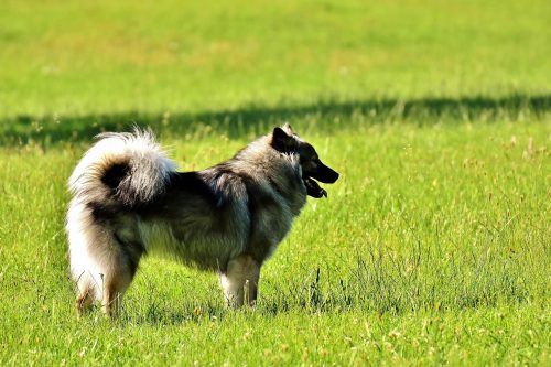 acl tear in dogs_canna-pet