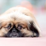 autoimmune disease in dogs_canna-pet
