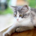 cat constipation_canna-pet