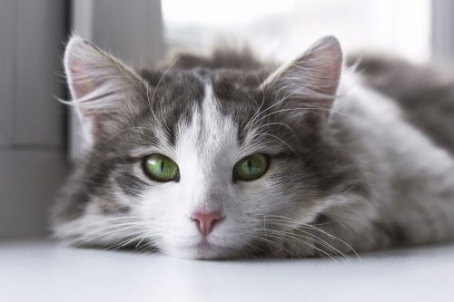 Blood in Cat Stool: What Does It Mean?