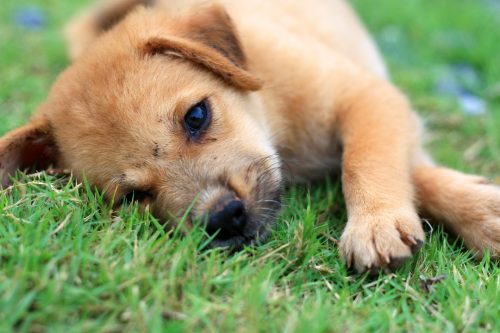 causes of mange in dogs_canna-pet