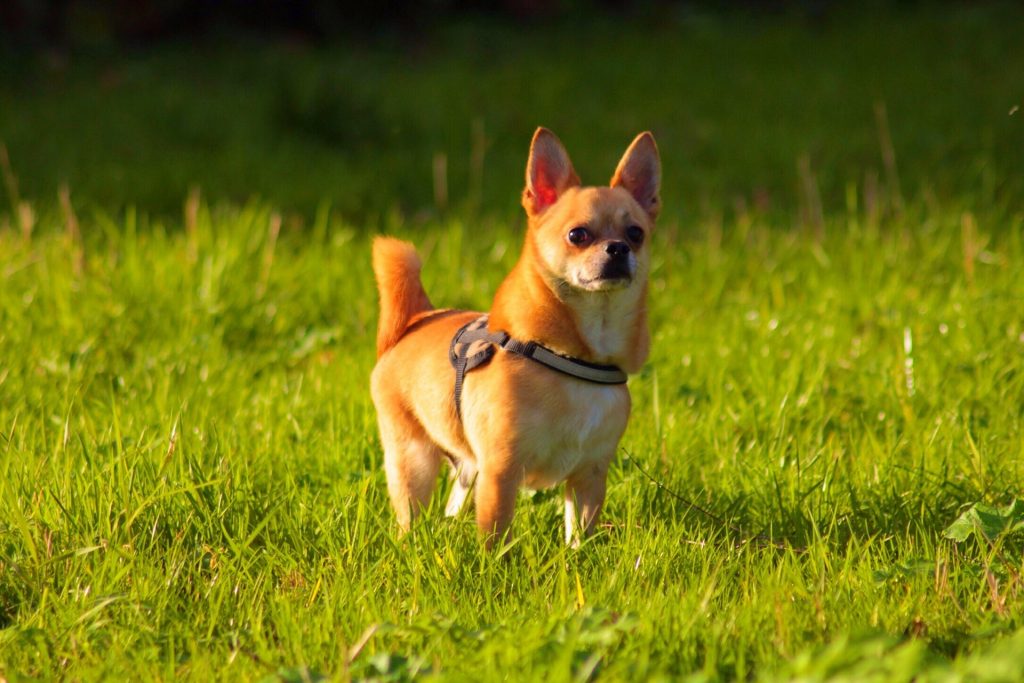 Chihuahua Temperament & Personality CannaPet®