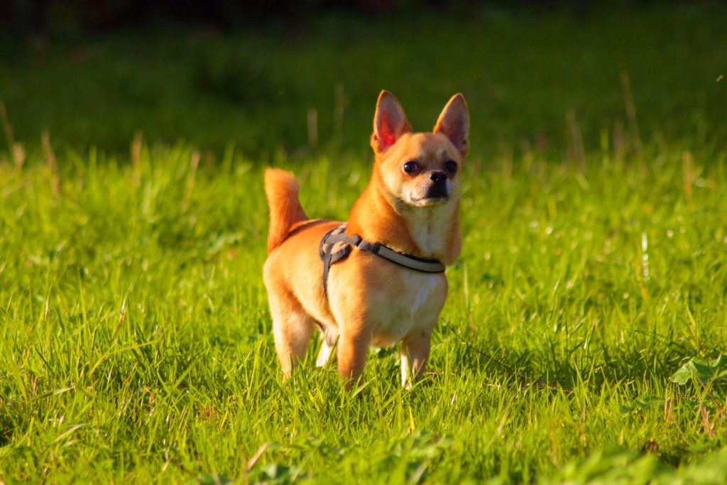 Big sales chihuahua breed