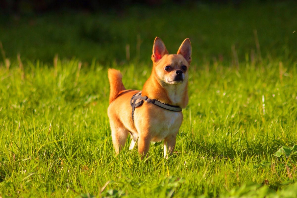 are chihuahuas good for anxiety