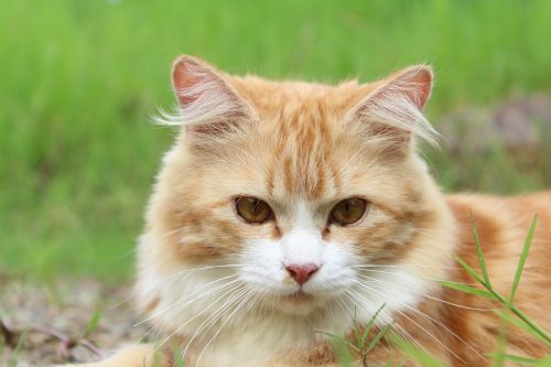 constipation in cats_canna-pet