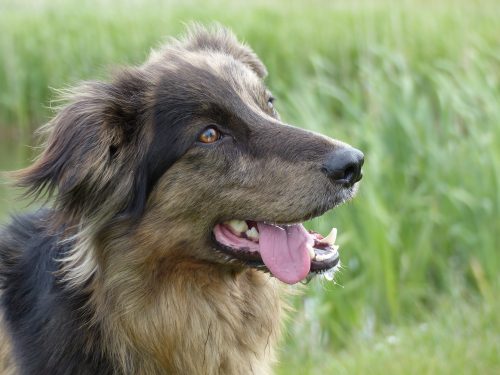 Dog Scabies Signs